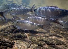 Alewife Fish