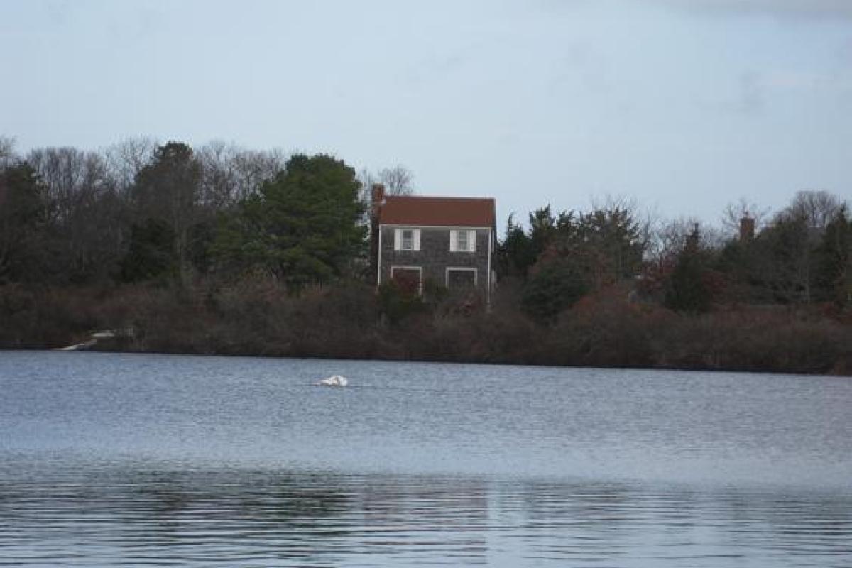 Swan Rescue