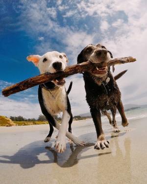 Dogs Prohibited from Ponds and Beaches