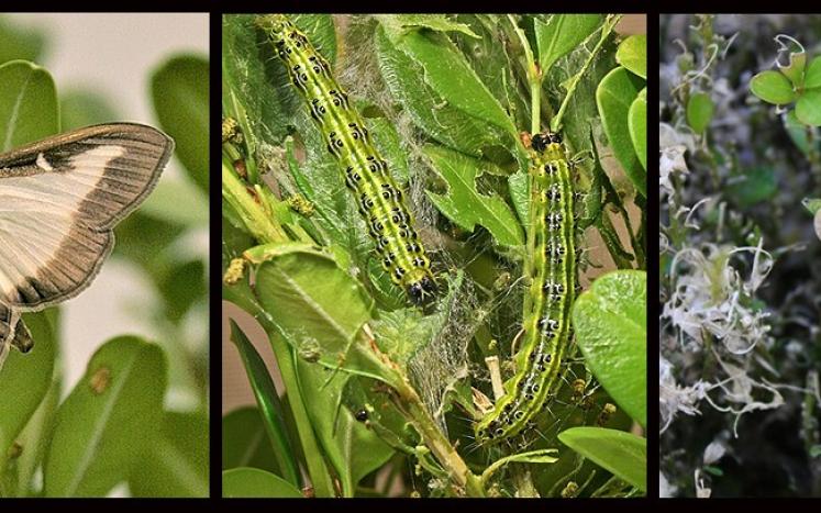 Photos of mature boxtree moth, caterpillars, and boxwood damage. Photos credits (left to right): Hannah Nadel (USDA), C. McKiernan, Ferenc Lakatos (University of Sopron)