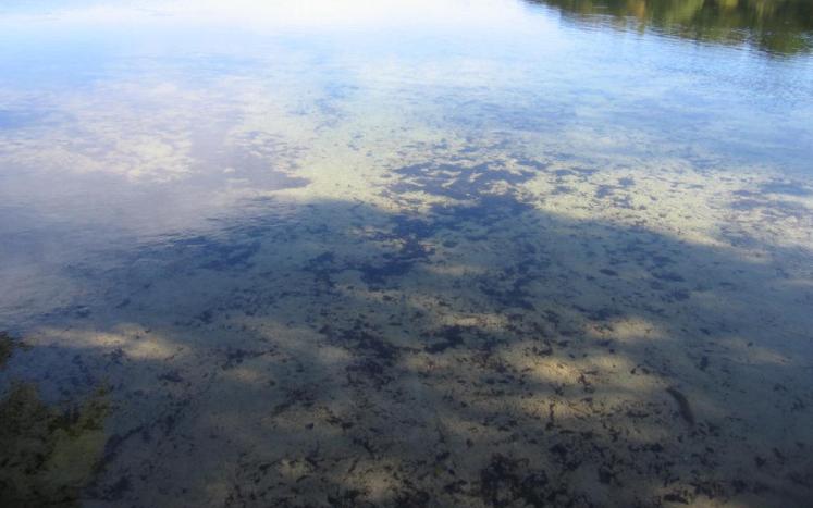 Slough Pond
