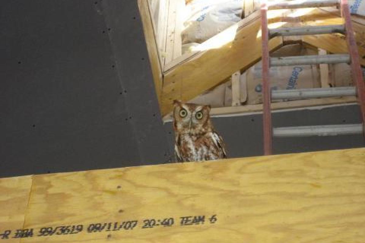 Screech Owl Rescue