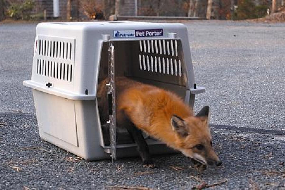 Fox Rescue #2