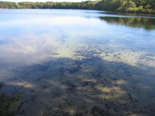 Slough Pond