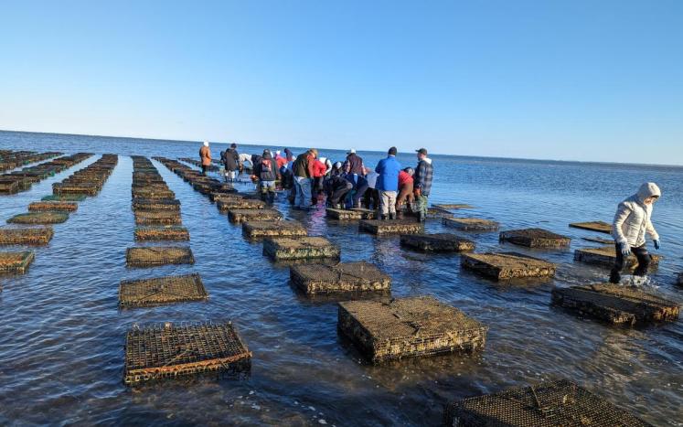 Photo by Chris Miller. Brewster Residents gather around open oyster cages under a clear blue sky. 